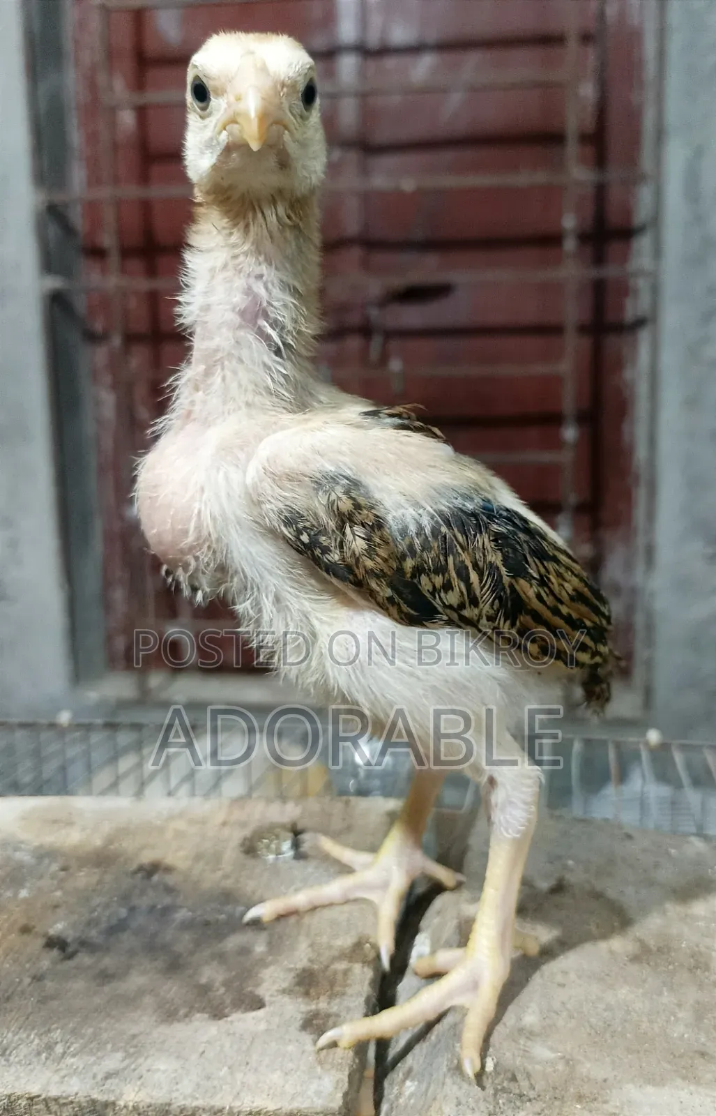 আসিল/ফাইটারের বাচ্চা