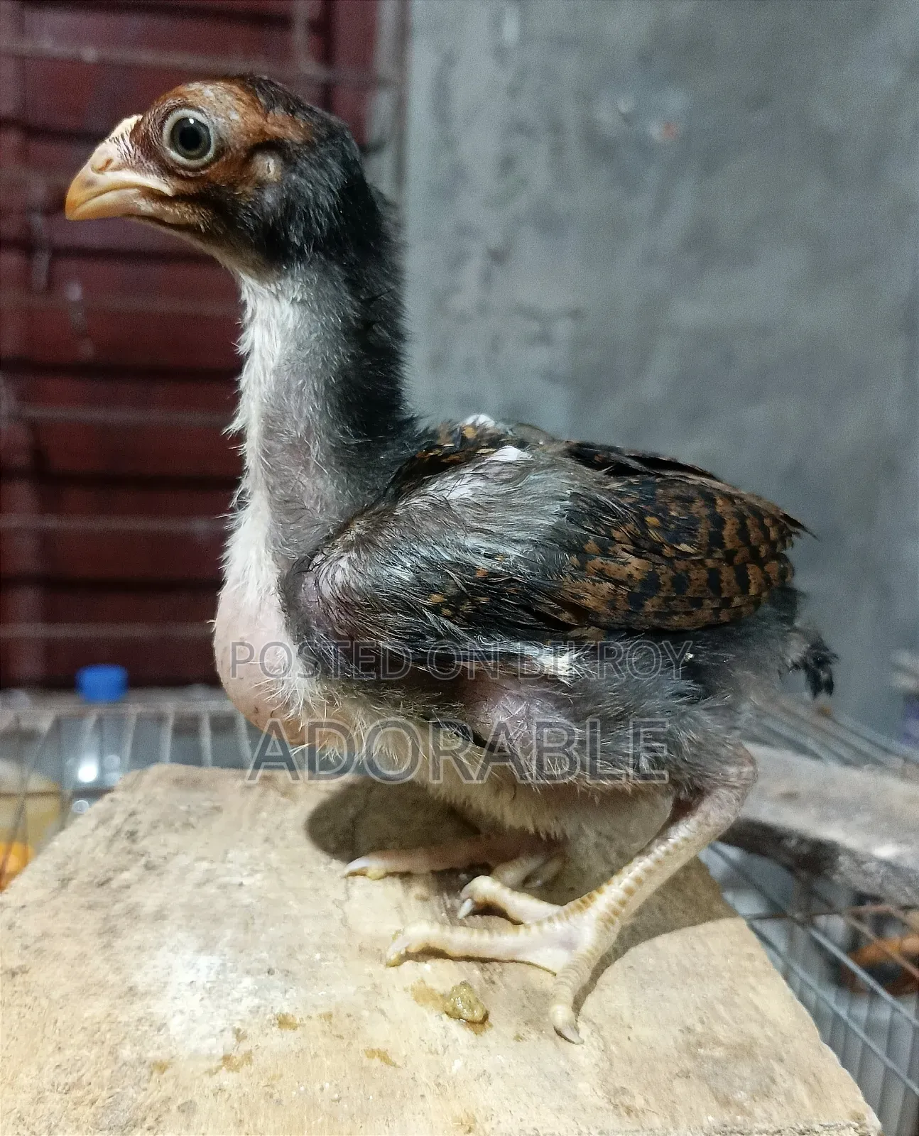 আসিল/ফাইটারের বাচ্চা