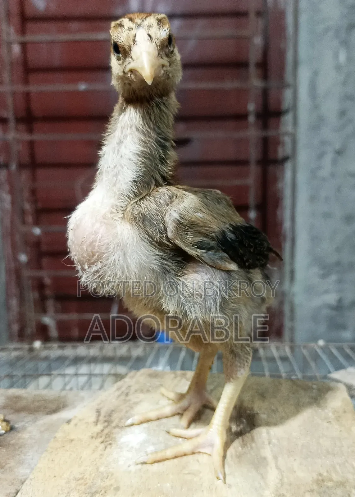 আসিল/ফাইটারের বাচ্চা