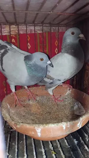 Racer Pair