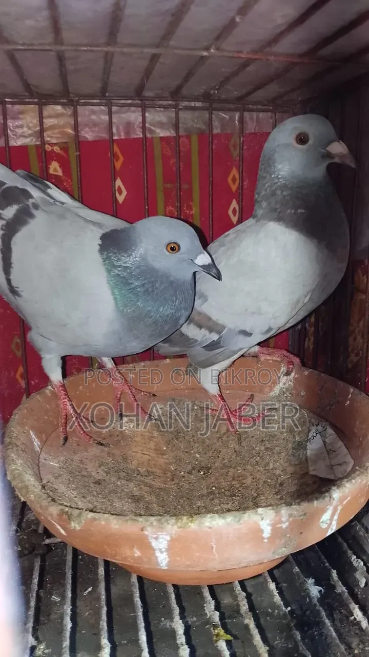 Racer Pair