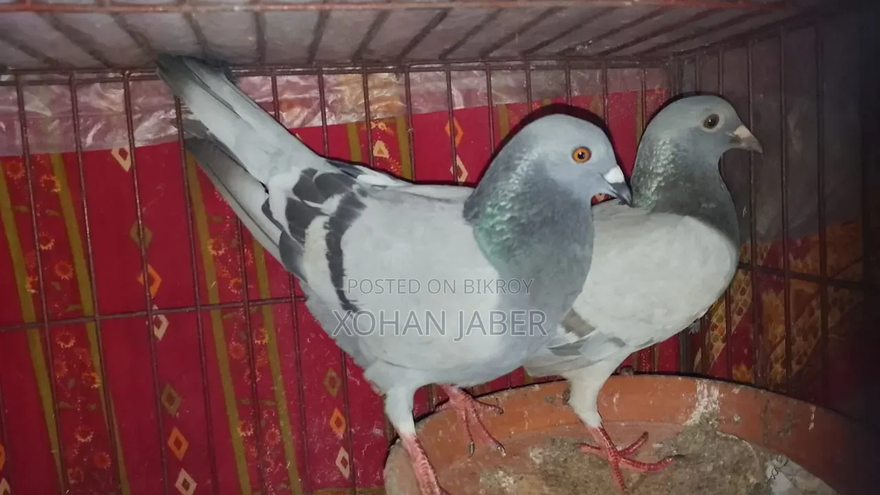 Racer Pair