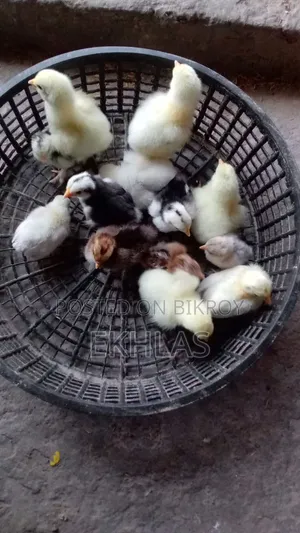 ব্রাহামা, কোচিং, বেন্থাম, গোল্ডেন সেব্রাইট মুরগির বাচ্চা