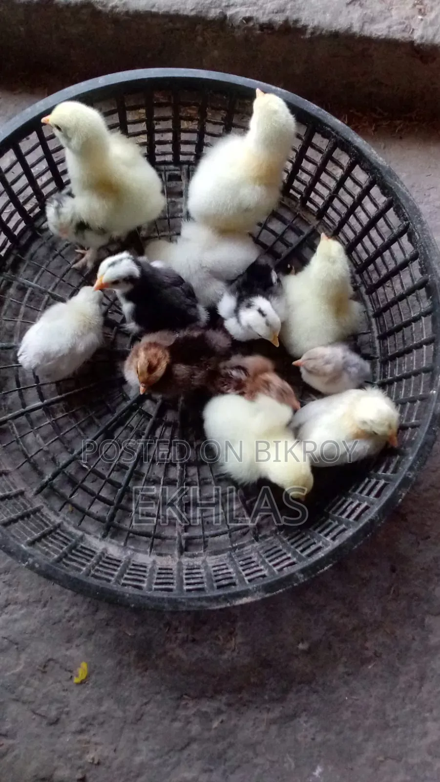 ব্রাহামা, কোচিং, বেন্থাম, গোল্ডেন সেব্রাইট মুরগির বাচ্চা