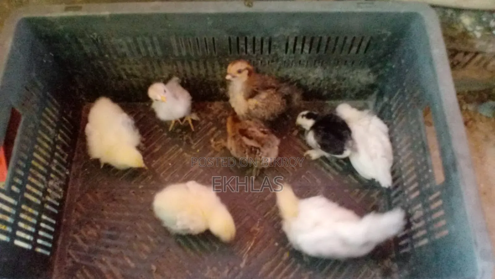 ব্রাহামা, কোচিং, বেন্থাম, গোল্ডেন সেব্রাইট মুরগির বাচ্চা