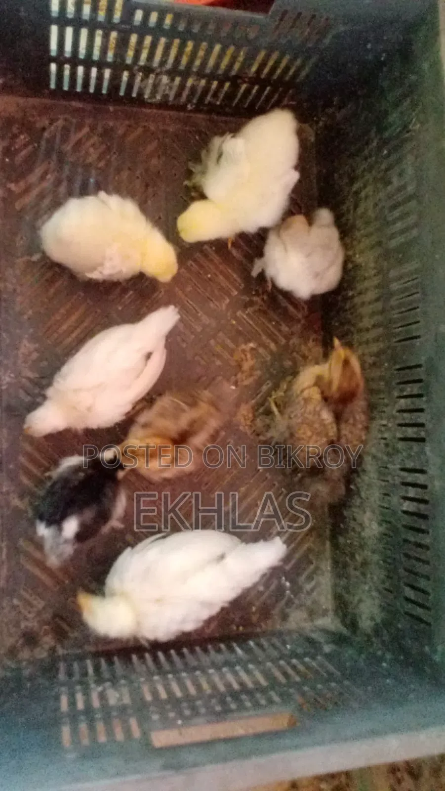 ব্রাহামা, কোচিং, বেন্থাম, গোল্ডেন সেব্রাইট মুরগির বাচ্চা