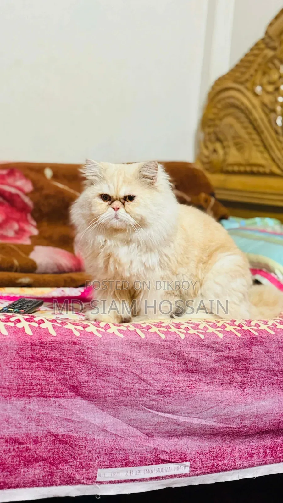 1+ year Male Purebred Persian