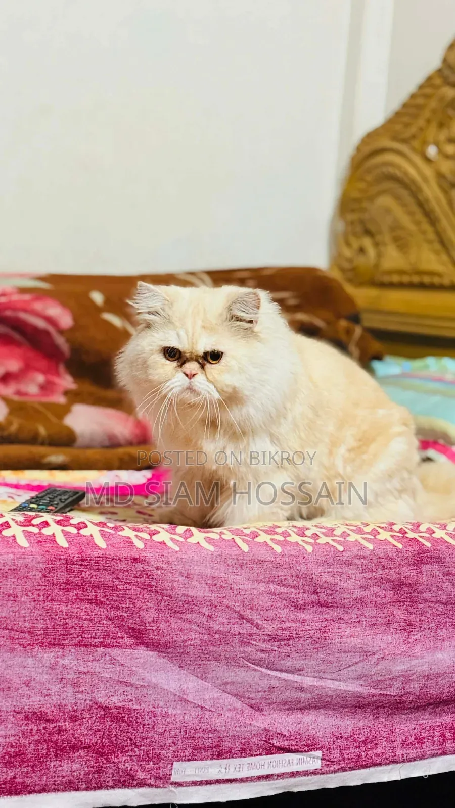 1+ year Male Purebred Persian