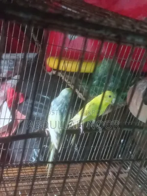 বাজরিকা পাখি
