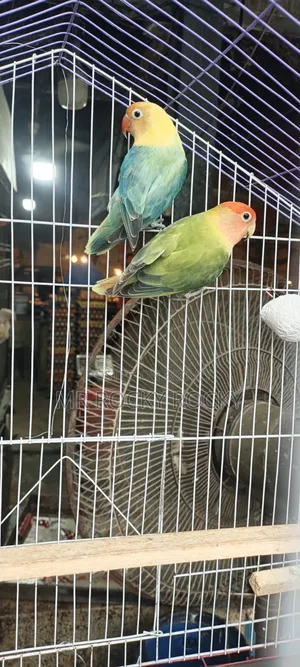 Bird for sale
