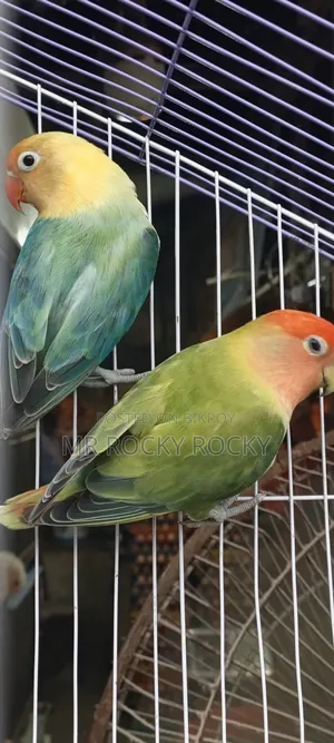Bird for sale