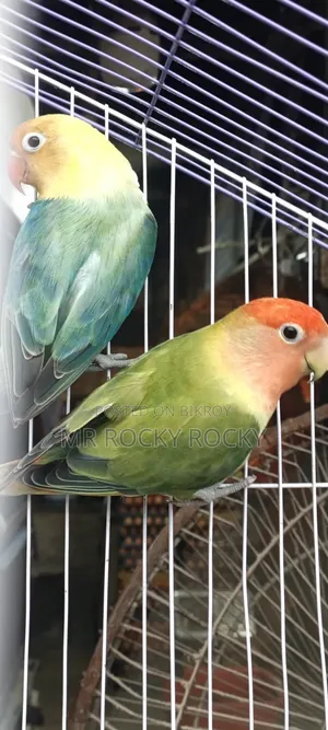 Bird for sale