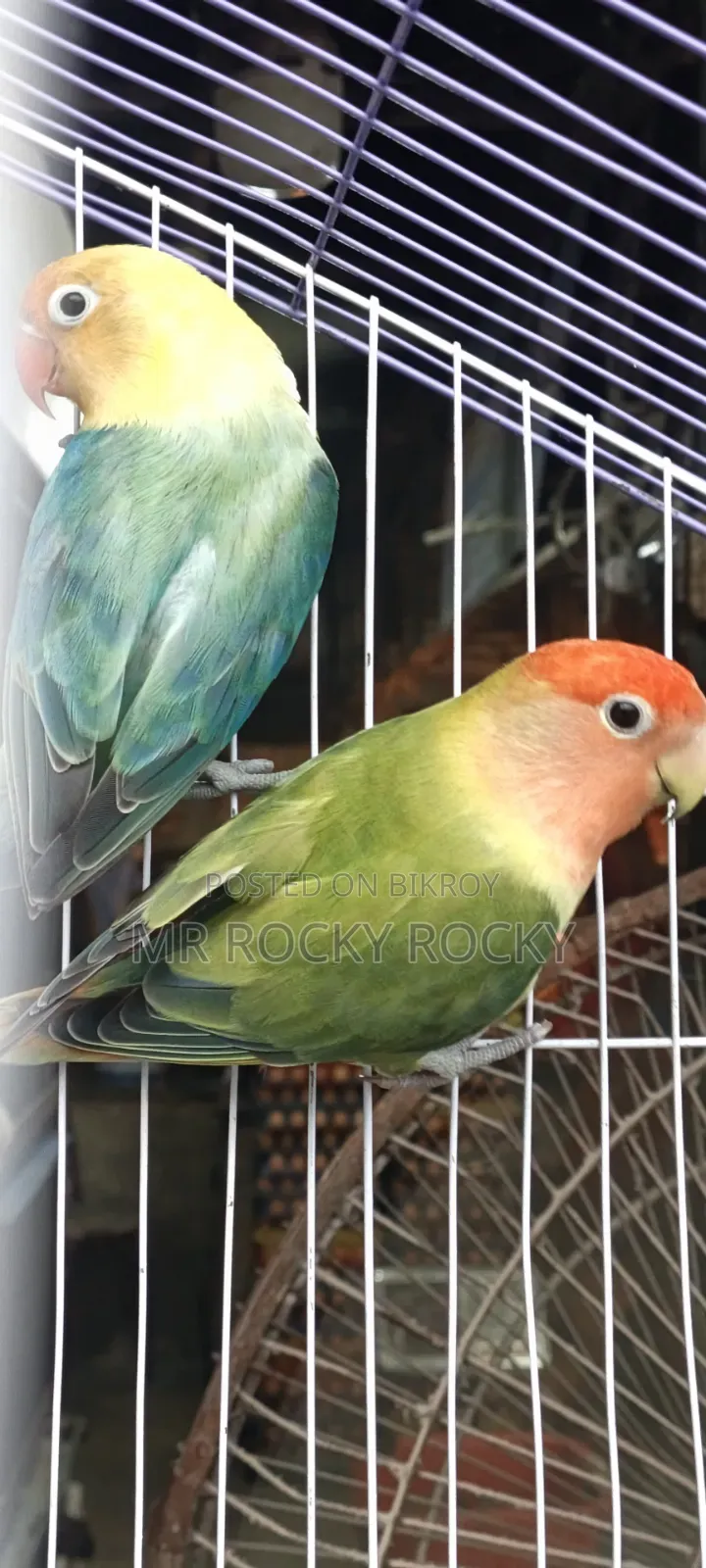 Bird for sale