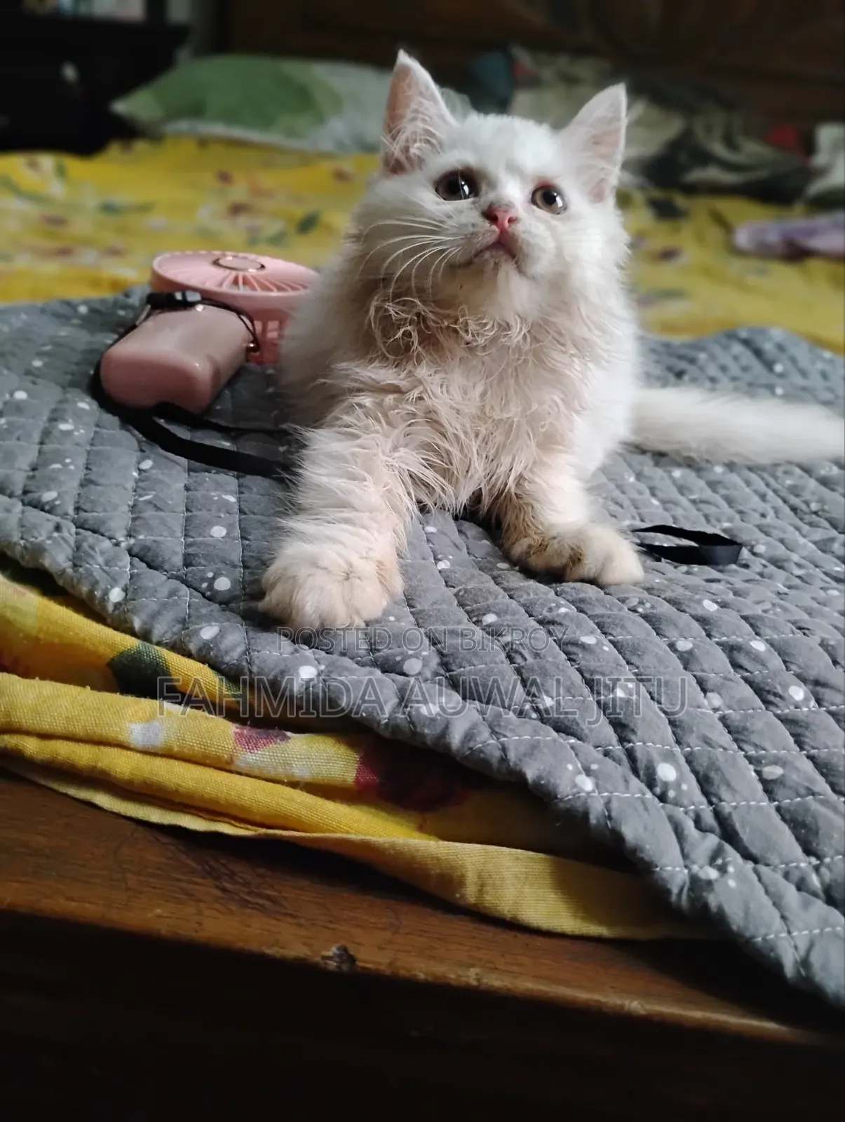 1-3 Months Male Purebred Persian