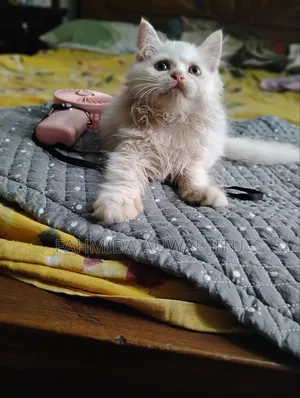 1-3 Months Male Purebred Persian