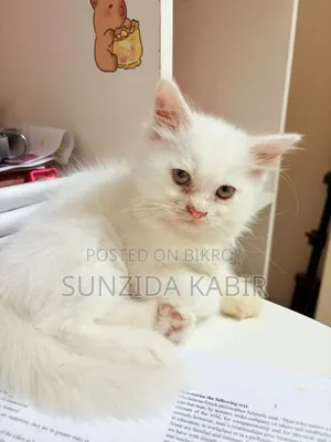 1-3 Months Male Purebred Persian