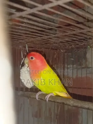 Lovebird Bird