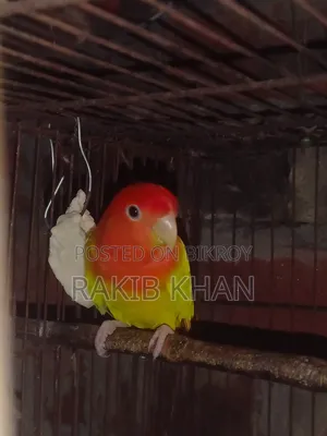 Lovebird Bird