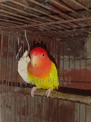 Lovebird Bird