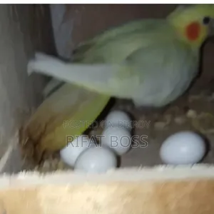 লুটিনো ককাটেল পাখি