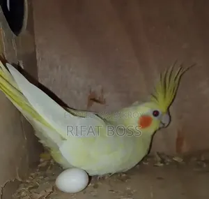 লুটিনো ককাটেল পাখি