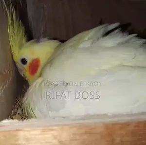 লুটিনো ককাটেল পাখি