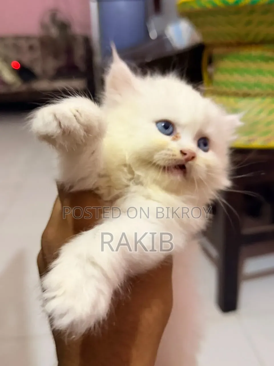1-3 Months Female Purebred Persian