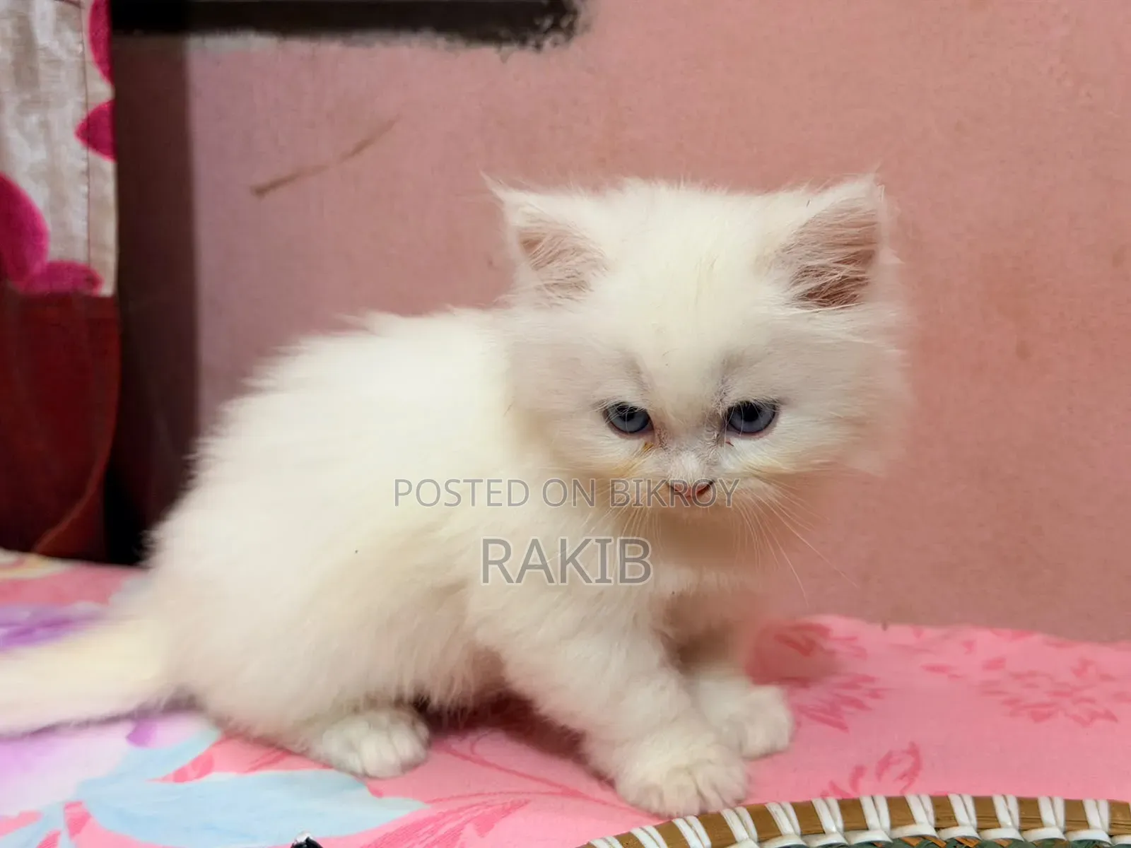 1-3 Months Female Purebred Persian
