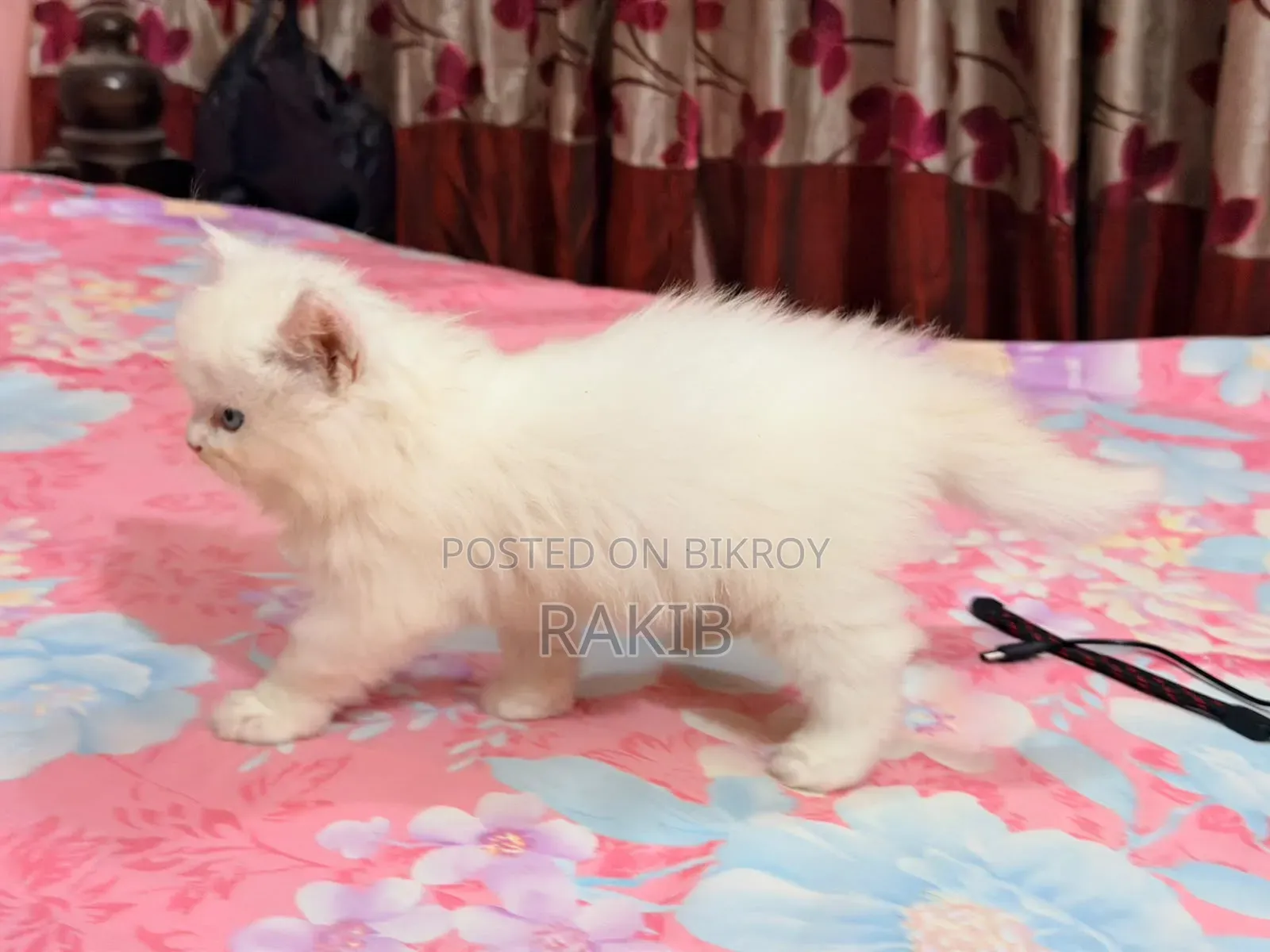 1-3 Months Female Purebred Persian