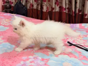 1-3 Months Female Purebred Persian