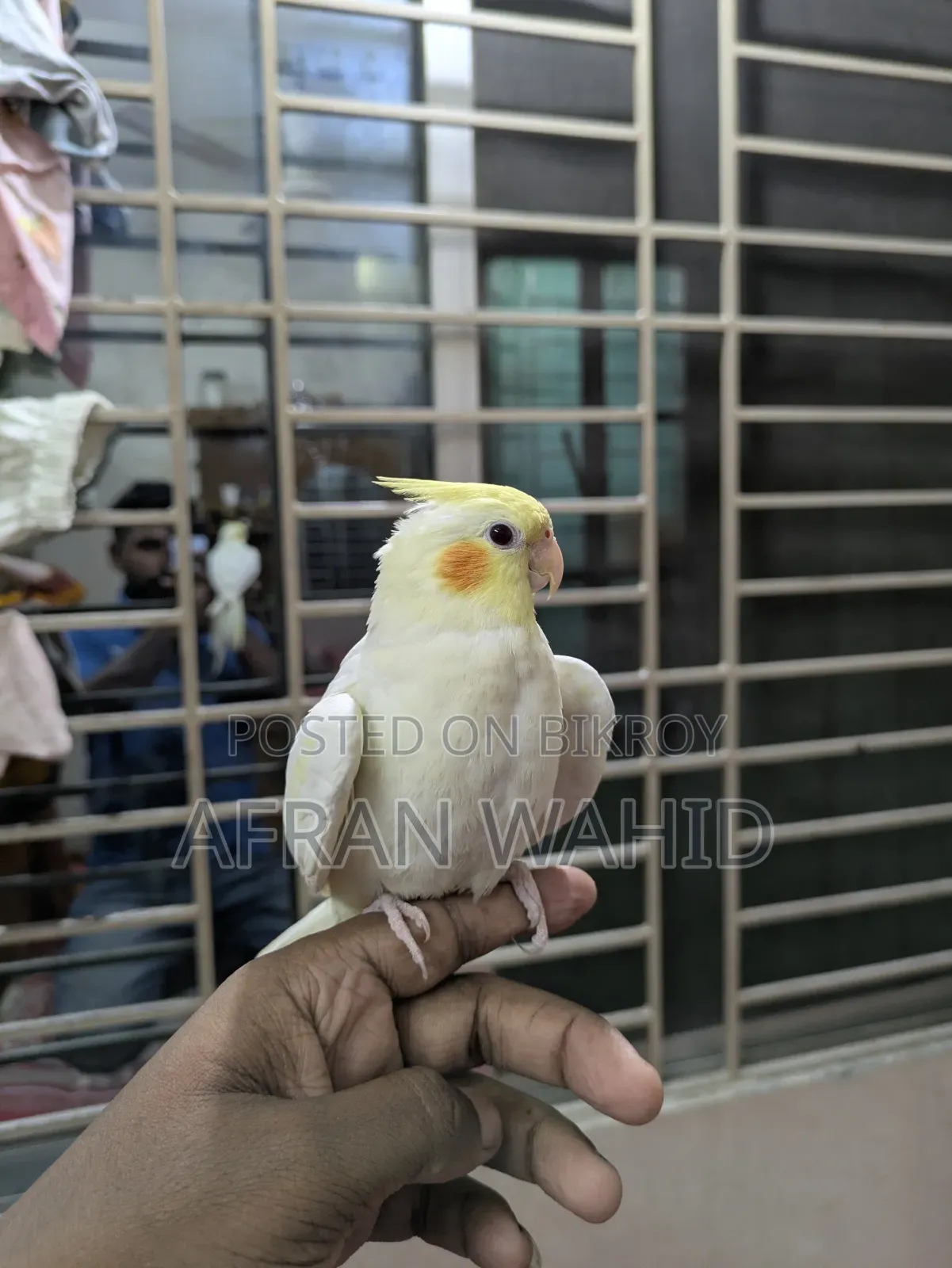 Cockatiel Bird