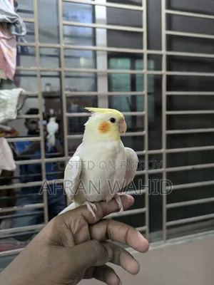 Cockatiel Bird