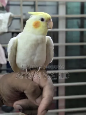Cockatiel Bird