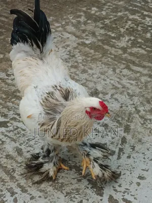 ব্রাহমা মুরগি