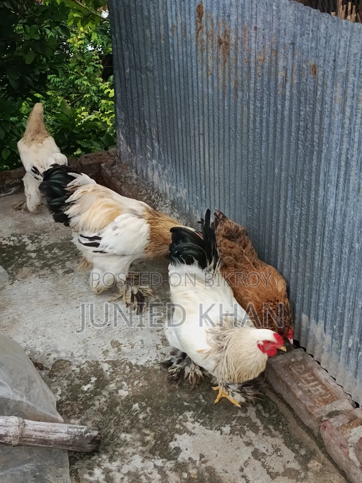 ব্রাহমা মুরগি