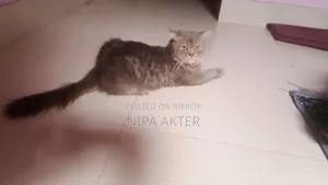 1+ Year Male Purebred Persian Cat