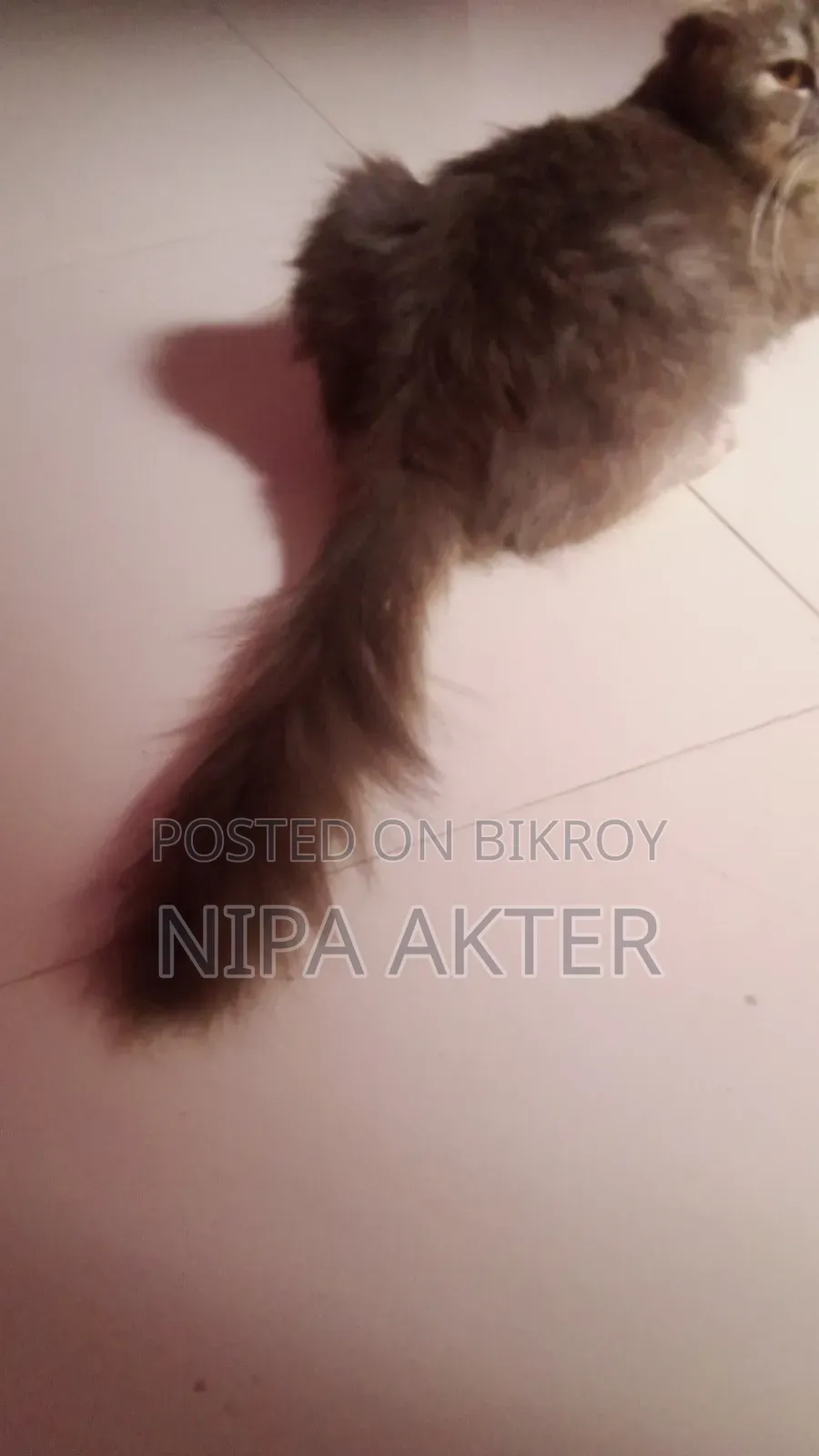 1+ Year Male Purebred Persian Cat