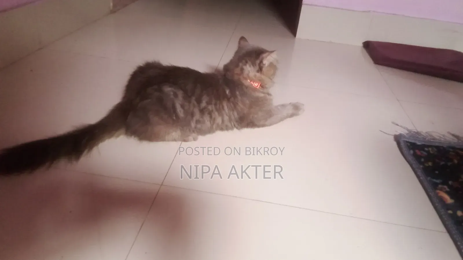 1+ Year Male Purebred Persian Cat