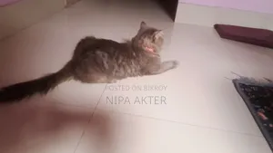 1+ Year Male Purebred Persian Cat