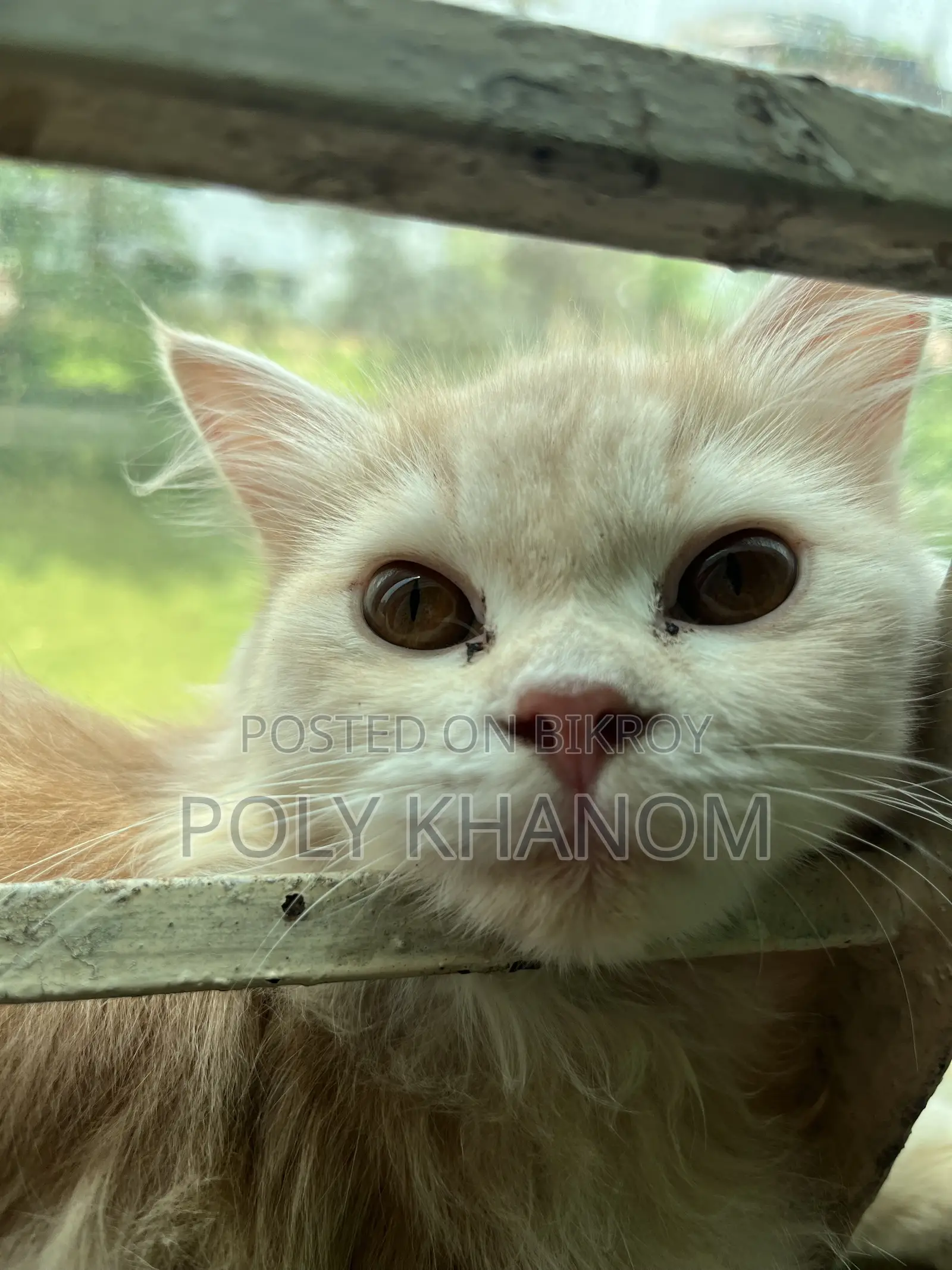 6-12 Months Female Purebred Persian