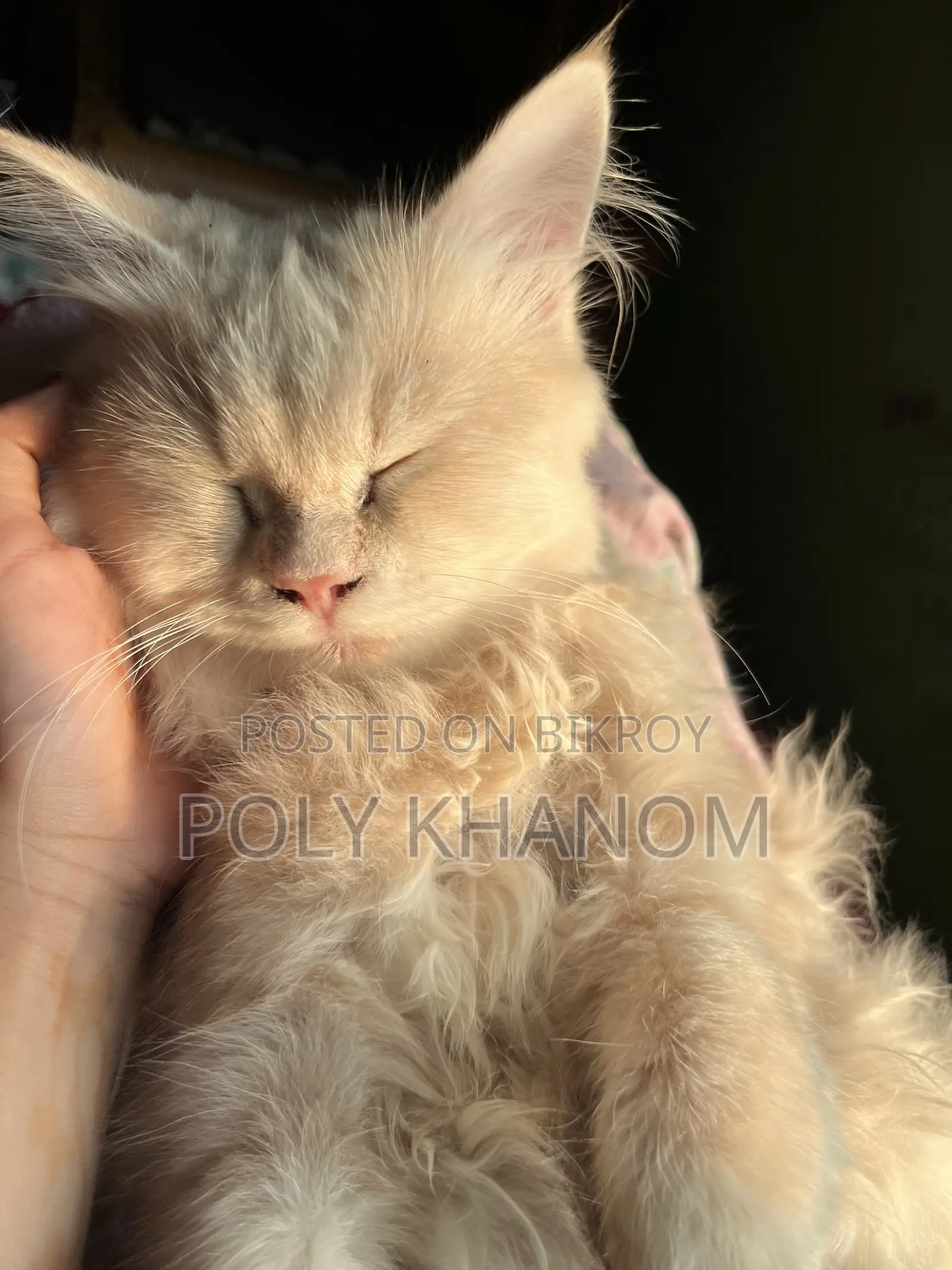 6-12 Months Female Purebred Persian