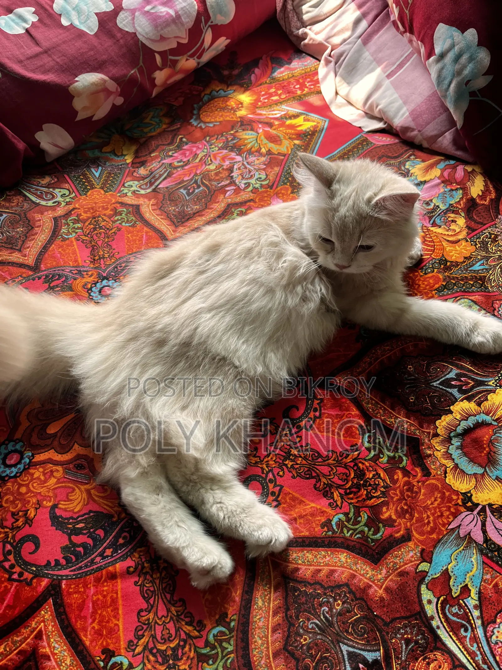 6-12 Months Female Purebred Persian
