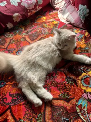 6-12 Months Female Purebred Persian