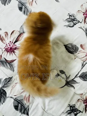 ৩-৬ মাস বয়সী স্ত্রী মিক্সড ব্রিড এক্সোটিক