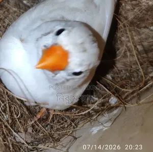ফিঞ্চ পাখি