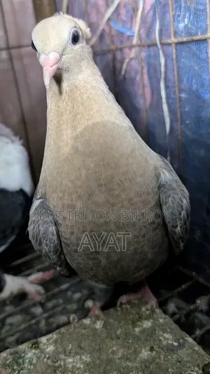 কবুতর,সুয়া চন্দন।