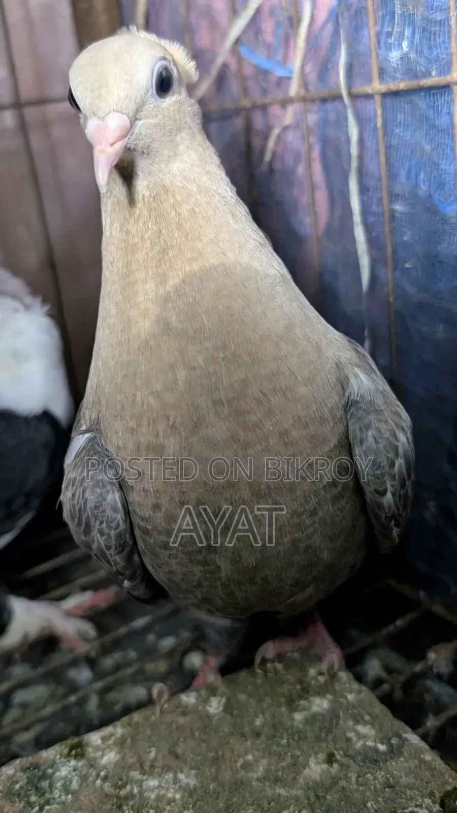কবুতর,সুয়া চন্দন।