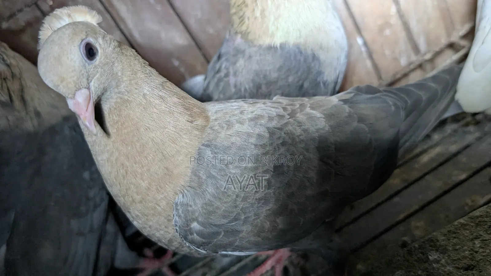 কবুতর,সুয়া চন্দন।