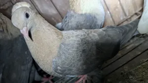 কবুতর,সুয়া চন্দন।