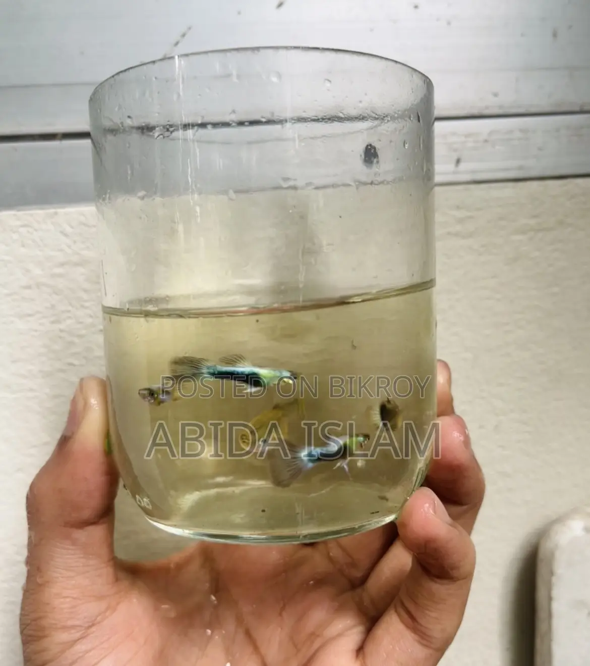 Neon Blue Guppy